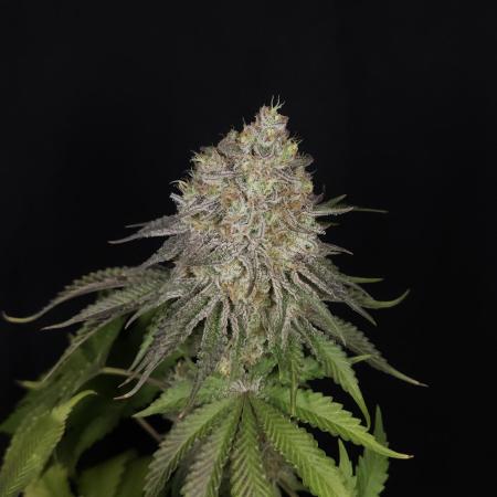 TEST GROW #WorldBreedersLab