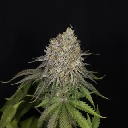 TEST GROW #WorldBreedersLab