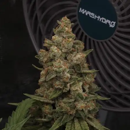 Mandarin Zkittlez Lemon