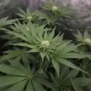 Creamy Kush Gas