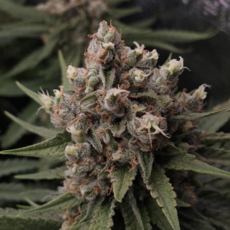 Mandarin Zkittlez Lemon