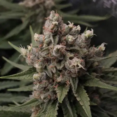 Mandarin Zkittlez Lemon