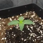 Creamy Kush Gas