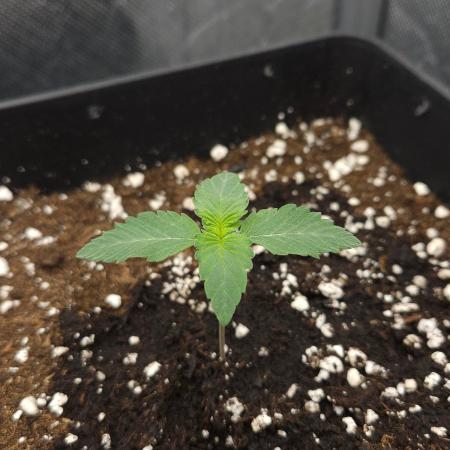 Creamy Kush Gas