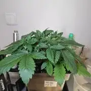 Creamy Kush Gas