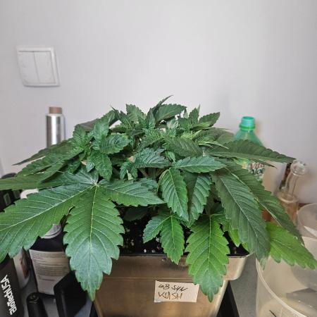 Creamy Kush Gas