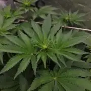 Creamy Kush Gas