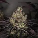 DOKI DOKI - Perfect Tree Seeds