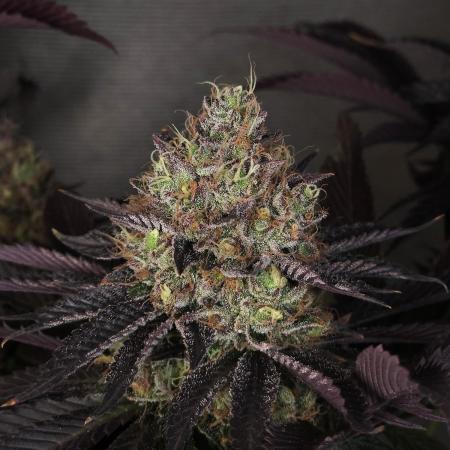 DOKI DOKI - Perfect Tree Seeds