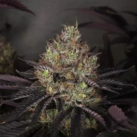 DOKI DOKI - Perfect Tree Seeds