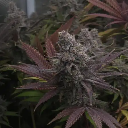 Solfire Gardens - Barf Breath