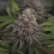 TEST GROW #WorldBreedersLab