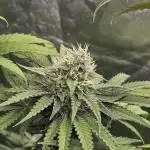 ABF Genetics