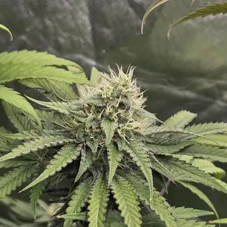 ABF Genetics