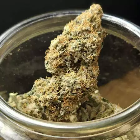 Concious Genetics - Orange Runtz Cake 
