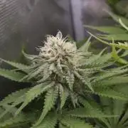 TEST GROW #WorldBreedersLab