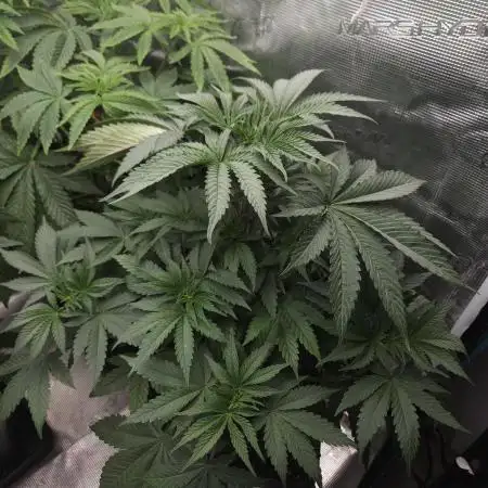 Solfire Gardens - Barf Breath