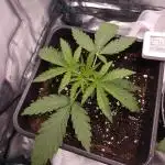 ABF Genetics