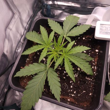 ABF Genetics