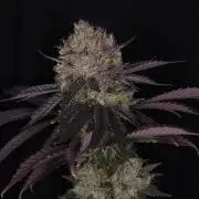 DOKI DOKI - Perfect Tree Seeds