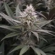 Solfire Gardens - Barf Breath