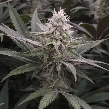 Solfire Gardens - Barf Breath