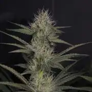 Solfire Gardens - Barf Breath