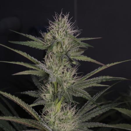 Solfire Gardens - Barf Breath