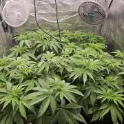 Eternity Grow Cup 2026