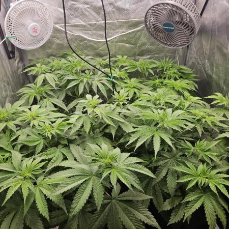 Eternity Grow Cup 2026