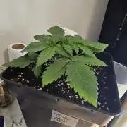 Creamy Kush Gas