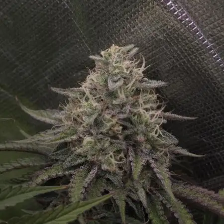 ABF Genetics