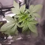 Solfire Gardens - Barf Breath