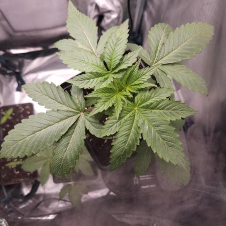 Solfire Gardens - Barf Breath