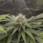 ABF Genetics