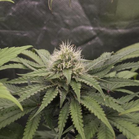 ABF Genetics