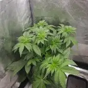 Creamy Kush Gas