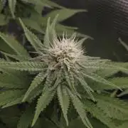 TEST GROW #WorldBreedersLab