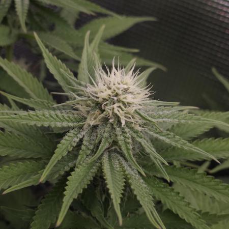 TEST GROW #WorldBreedersLab