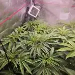 ABF Genetics