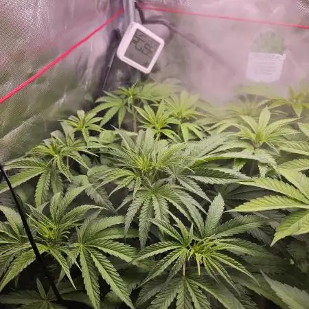 ABF Genetics