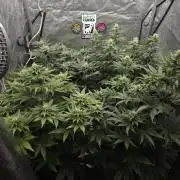 Eternity Grow Cup 2026