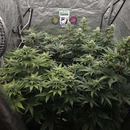 Eternity Grow Cup 2026