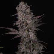 Solfire Gardens - Barf Breath