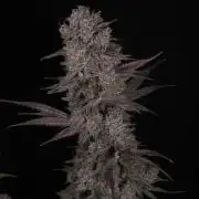 Solfire Gardens - Barf Breath