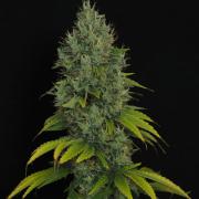 Eternity Grow Cup 2026