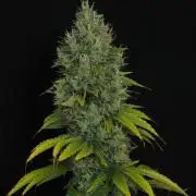 Eternity Grow Cup 2026