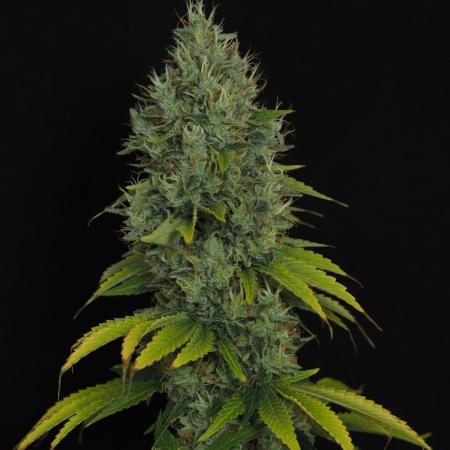 Eternity Grow Cup 2026