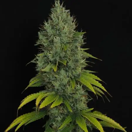 Eternity Grow Cup 2026