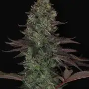 Berry Crusher